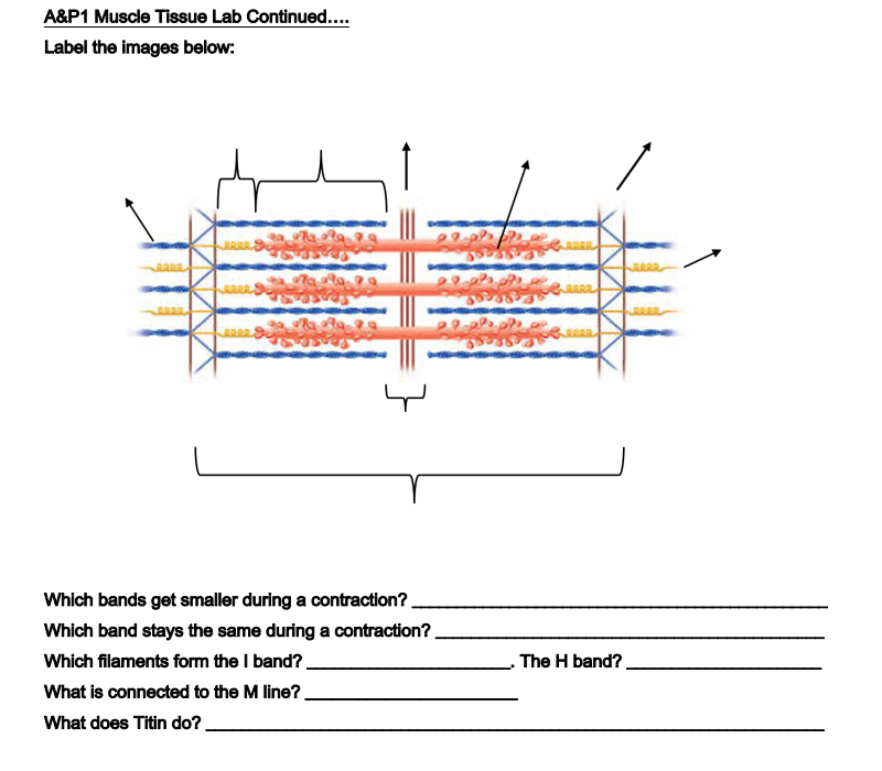 A&P1 Muscle Tissue Lab Continued....
Label the images below:
ARRA
APAR
Leese Syste
Disse of heeee
Which bands get smaller during a contraction?
Which band stays the same during a contraction?
Which filaments form the I band?.
What is connected to the M line?
What does Titin do?
The H band?
BARA