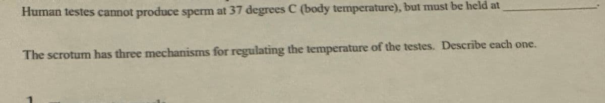 Human testes cannot produce sperm at 37 degrees C (body temperature), but must be held at
The scrotum has three mechanisms for regulating the temperature of the testes. Describe each one.