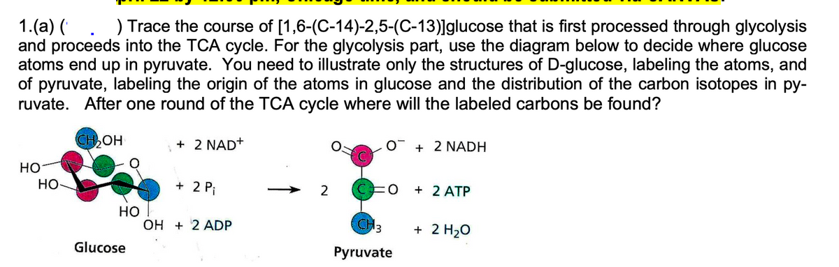 1.(a) (
) Trace the course of [1,6-(C-14)-2,5-(C-13)]glucose that is first processed through glycolysis
and proceeds into the TCA cycle. For the glycolysis part, use the diagram below to decide where glucose
atoms end up in pyruvate. You need to illustrate only the structures of D-glucose, labeling the atoms, and
of pyruvate, labeling the origin of the atoms in glucose and the distribution of the carbon isotopes in py-
ruvate. After one round of the TCA cycle where will the labeled carbons be found?
HO
HO
CH OH
+ 2 NAD+
O + 2 NADH
+ 2 Pj
2
+ 2 ATP
HO
OH + 2 ADP
CH3
+ 2 H₂O
Glucose
Pyruvate
