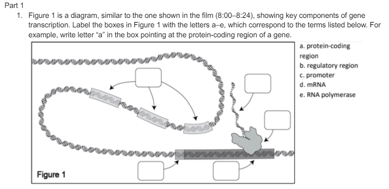 Part 1
1. Figure 1 is a diagram, similar to the one shown in the film (8:00-8:24), showing key components of gene
transcription. Label the boxes in Figure 1 with the letters a-e, which correspond to the terms listed below. For
example, write letter "a" in the box pointing at the protein-coding region of a gene.
a. protein-coding
region
b. regulatory region
c. promoter
d. mRNA
e. RNA polymerase
Figure 1