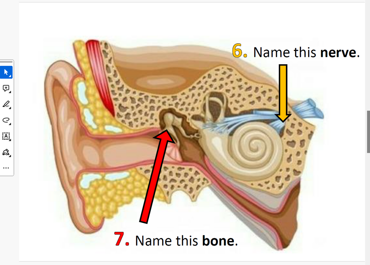 e
VC
e
A
Dr
6. Name this nerve.
7. Name this bone.