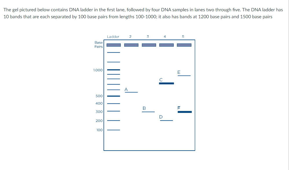 The gel pictured below contains DNA ladder in the first lane, followed by four DNA samples in lanes two through five. The DNA ladder has
10 bands that are each separated by 100 base pairs from lengths 100-1000; it also has bands at 1200 base pairs and 1500 base pairs
Base
Pairs
1.000
500
400
300
200
100
Ladder
2
B
3
4
E
5