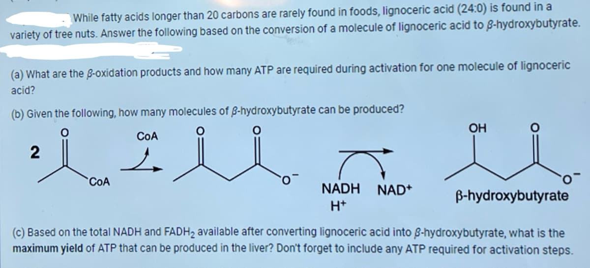 While fatty acids longer than 20 carbons are rarely found in foods, lignoceric acid (24:0) is found in a
variety of tree nuts. Answer the following based on the conversion of a molecule of lignoceric acid to 8-hydroxybutyrate.
(a) What are the 8-oxidation products and how many ATP are required during activation for one molecule of lignoceric
acid?
(b) Given the following, how many molecules of 8-hydroxybutyrate can be produced?
CoA
2
2
CoA
NADH NAD+
H+
OH
ẞ-hydroxybutyrate
(c) Based on the total NADH and FADH2 available after converting lignoceric acid into 8-hydroxybutyrate, what is the
maximum yield of ATP that can be produced in the liver? Don't forget to include any ATP required for activation steps.